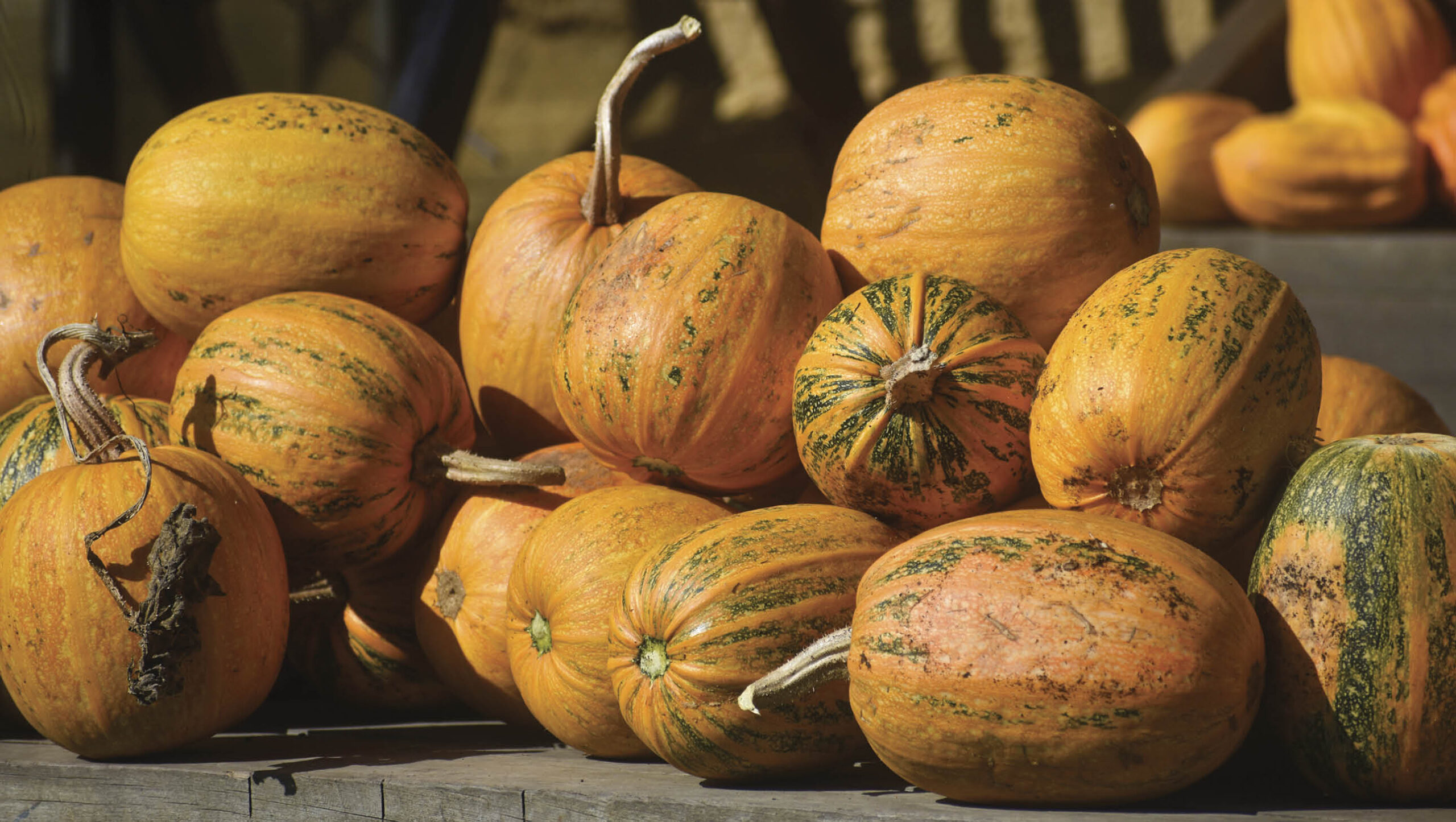 'Lady Godiva' is one variety of hull-less pumpkins.